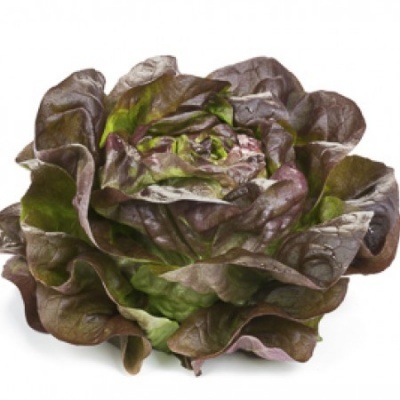 https://www.groho.es/product/lechuga-roja-lisa-peletizada