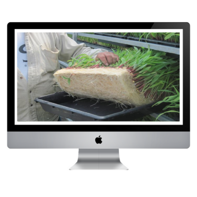 ecrã Apple iMac com imagem de planta com raízes em bloco preto