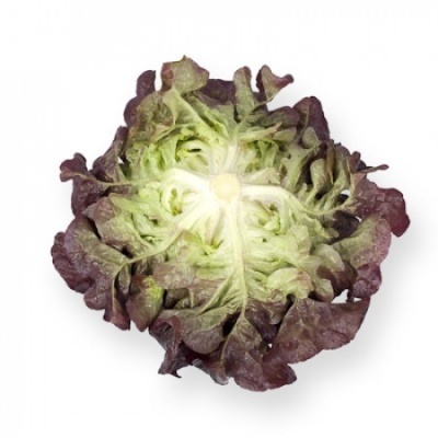 https://www.groho.es/product/lechuga-hoja-roble-roja