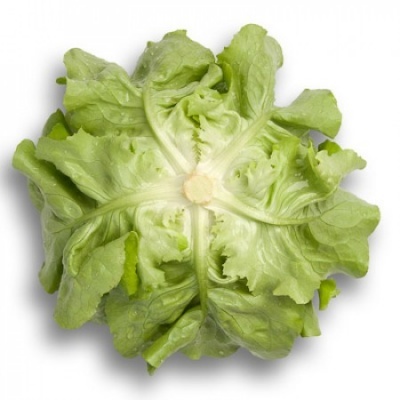 https://www.groho.es/product/lechuga-verde-lisa-peletizada