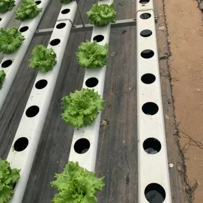 Plantas de alface em sistema hidropónico com tubos brancos e buracos circulares