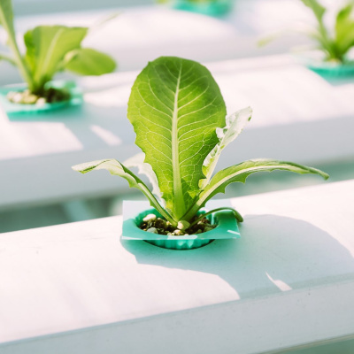 Planta verde en sistema hidropónico con base plástica verde