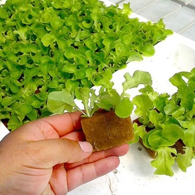 Mão segura muda de alface com raiz em cubo castanho e bandeja com várias mudas ao fundo