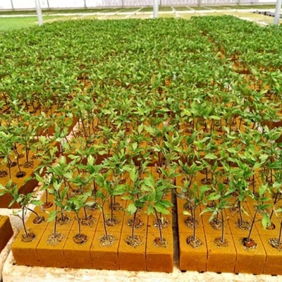 Pequenas plantas verdes em blocos de espuma castanha dentro de estufa