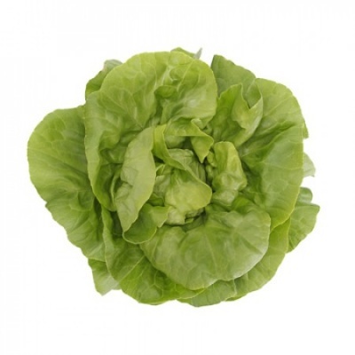 https://www.groho.es/product/lechuga-verde-lisa-peletizada-basilio
