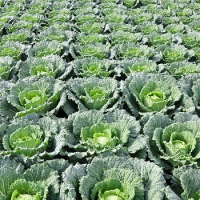 Campo agrícola com plantas de couve verde em fileiras