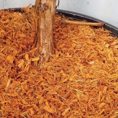 Pote preto com substrato de casca de árvore marrom alaranjado e tronco de planta