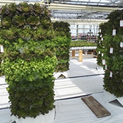 Colunas verticais com plantas em estufa hidroponica