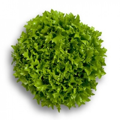 https://www.groho.es/product/lechuga-verde-ondulada-desirade
