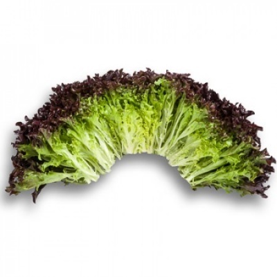 Alface com folhas verdes e pontas roxas formando um arco