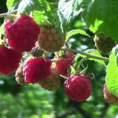 Frutos de framboesa vermelha e verde numa planta ao ar livre