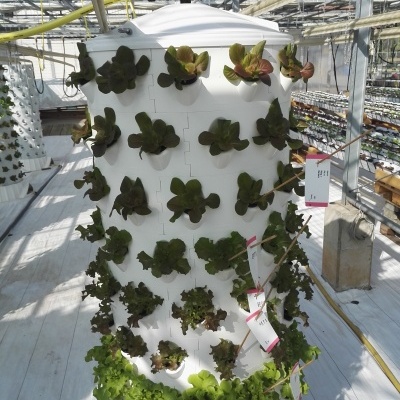 Torre de cultivo hidropónico com alface verde e vermelha numa estufa