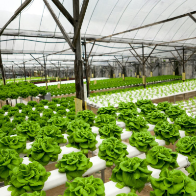 Invernadero con plantas de lechuga verde en cultivo hidropónico