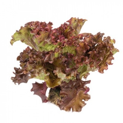 Cabeça de alface com folhas verdes e vermelhas em fundo branco