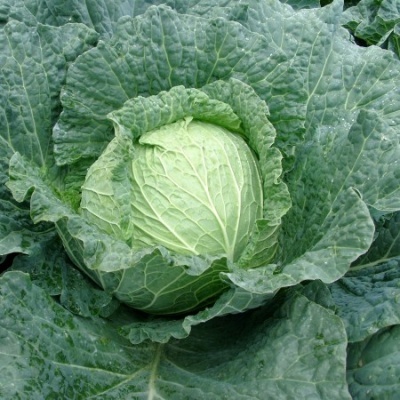 Couve verde fresca com folhas grandes e enrugadas ao ar livre