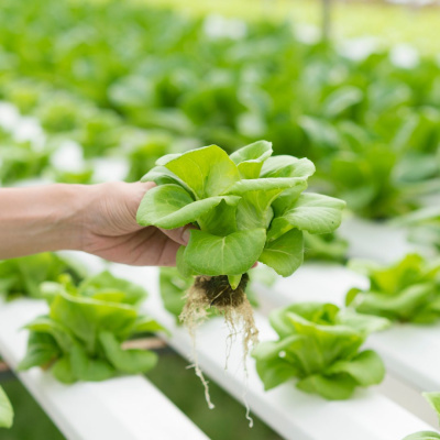 Mano sostiene lechuga verde con raíces en cultivo hidropónico
