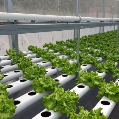 Estufa com alfaces cultivadas em sistema hidropónico