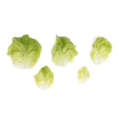 Cinco folhas verdes de alface em diferentes tamanhos sobre fundo branco