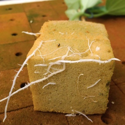 Bloco amarelo com raízes brancas e planta verde ao fundo