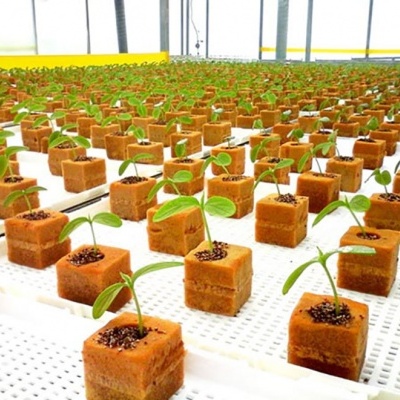 Pequenas plantas em blocos marrons dispostas em filas numa estufa com luz natural.
