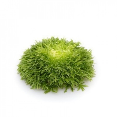 Alface lisa verde em fundo branco