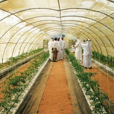 Estufa agrícola com plantas em fileiras e pessoas vestidas de branco a observar.