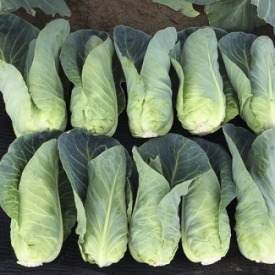 Duas filas de alfaces tipo romana com folhas verdes sobre tecido preto e solo