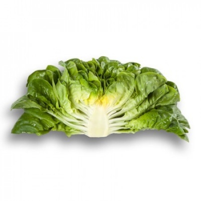 Folha de alface crespa verde