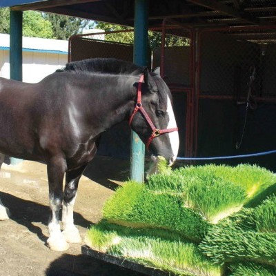 Cavalo preto com peitoral vermelho ao lado de placas de grama verde