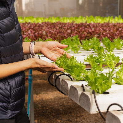 Pessoa a segurar alface em sistema hidropónico branco com folhas verdes e fundos de mais plantas