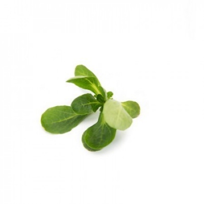 Pequena porção de folhas verdes frescas isoladas em fundo branco