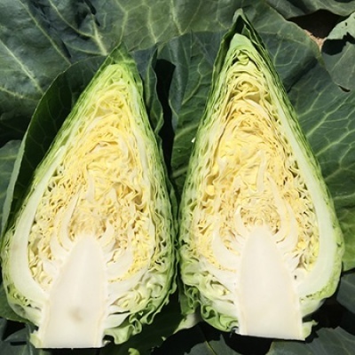 Dois quartos de couve verde sobre folhas inteiras, mostrando o interior amarelo claro e texturizado