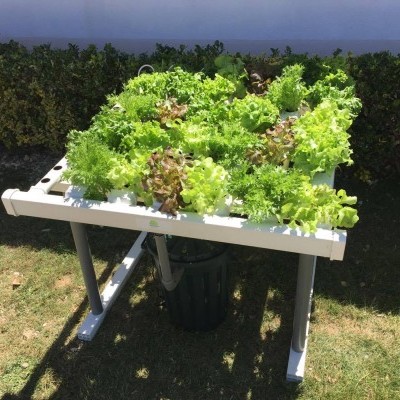 Sistema de cultivo hidropónico com alfaces em estrutura branca sobre relva