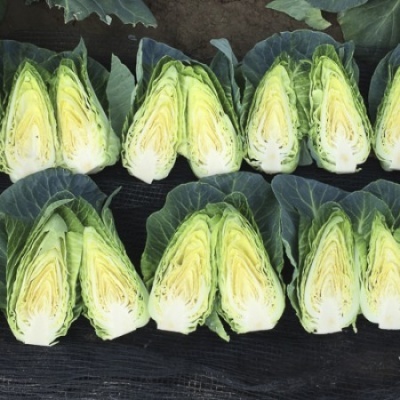 Vários cachos de alface cortados ao meio exibidos sobre superfície escura