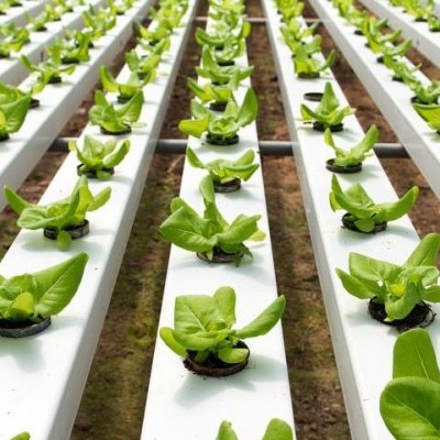 Sistema hidropónico com fileiras de alface em canais brancos sobre solo
