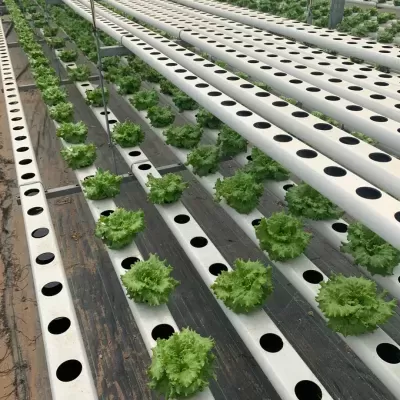 Sistema hidropónico com alfaces em tubos brancos em estufa