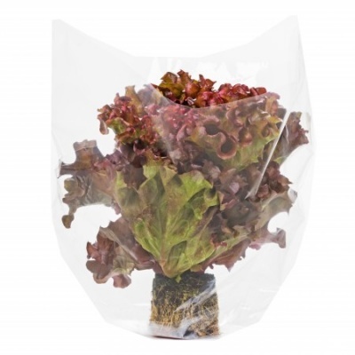 Alface roxa fresca com raízes embalada em saco plástico transparente