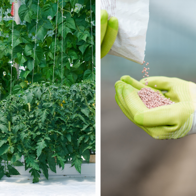 Plantas de tomate e fertilizante em luva verde