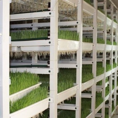 Estantes com bandejas cheias de brotos verdes em ambiente interior