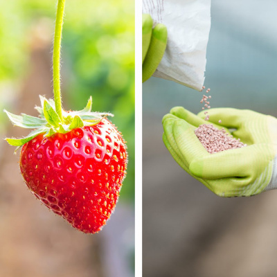 https://www.groho.es/product/nutrientes-fase-fructificacion