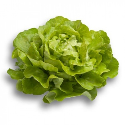 https://www.groho.es/product/lechuga-verde-lisa-peletizada