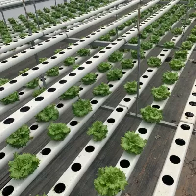 Sistema hidropónico com alfaces em tubos brancos organizados em fileiras