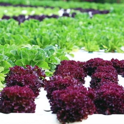 Plantação hidropónica de alfaces verdes e roxas