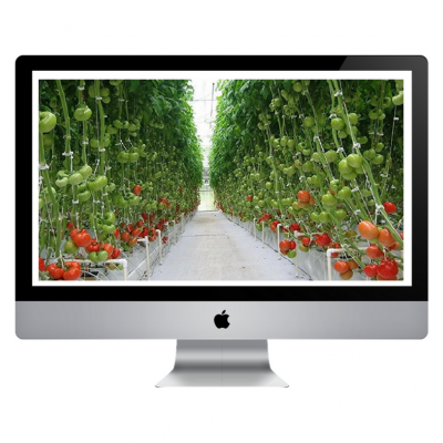Monitor Apple iMac com imagem de estufa de tomates