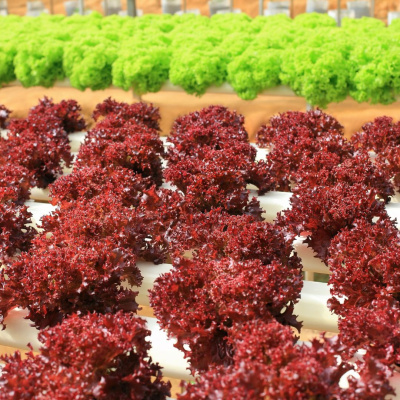 Lechugas rojas y verdes en cultivo hidropónico con tubos blancos