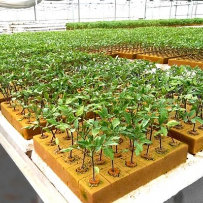 Placas de esponja com plantas jovens verdes em estufa