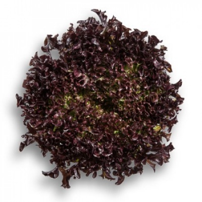 https://www.groho.es/product/lechuga-crispy-roja