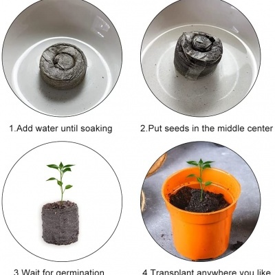 Processo de cultivo de plantas desde disco de turfa, germinação até transplante em vaso laranja
