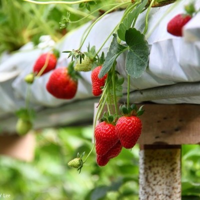 Morangos vermelhos maduros em plantas sobre estrutura elevada com plástico branco