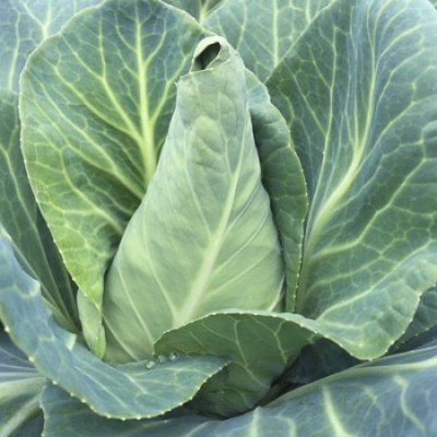 couve verde com folhas grandes e nervuras visíveis